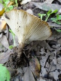 Clitocybe gibba image
