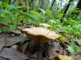 Clitocybe gibba image