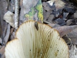 Clitocybe gibba image