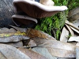 Panus conchatus image