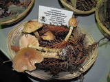 Lepiota magnispora image