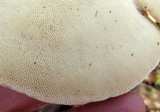 Trametes gibbosa image