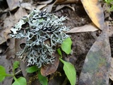 Hypogymnia imshaugii image