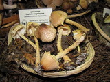 Lepiota magnispora image