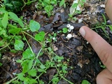 Marasmius capillaris image