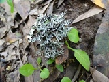 Hypogymnia imshaugii image