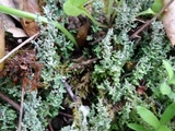 Cladonia scabriuscula image
