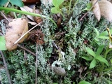 Cladonia scabriuscula image