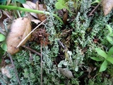 Cladonia scabriuscula image