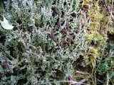 Cladonia scabriuscula image