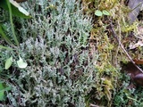 Cladonia scabriuscula image