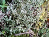 Cladonia scabriuscula image