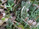 Cladonia scabriuscula image