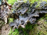 Peltigera rufescens image