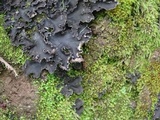 Peltigera rufescens image