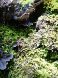 Peltigera rufescens image