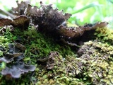 Peltigera rufescens image