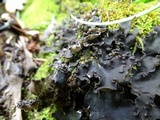 Peltigera rufescens image
