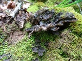 Peltigera rufescens image