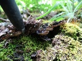 Peltigera rufescens image