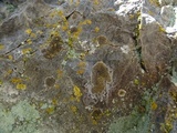 Caloplaca demissa image