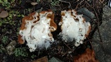 Gyromitra montana image