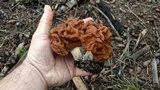 Gyromitra montana image