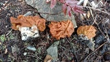 Gyromitra montana image