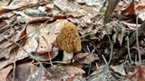 Verpa bohemica image