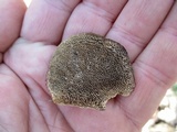Daedaleopsis confragosa image