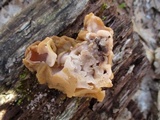 Gyromitra korfii image