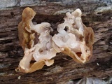 Gyromitra korfii image