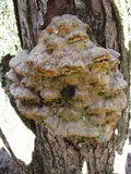 Oxyporus populinus image