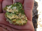 Oxyporus populinus image