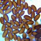 Psathyrella prona image