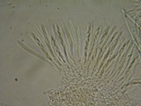 Lachnum virgineum image