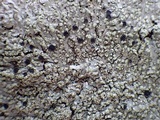 Pyxine subcinerea image