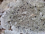 Pyxine subcinerea image