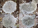 Pyxine subcinerea image