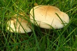 Hebeloma crustuliniforme image