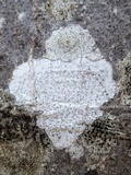 Arthothelium ruanum image