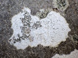 Arthothelium ruanum image