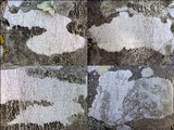 Arthothelium ruanum image