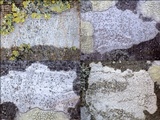 Arthothelium ruanum image