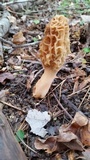 Morchella sceptriformis image