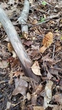 Morchella sceptriformis image