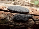 Biscogniauxia nummularia image