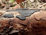 Biscogniauxia nummularia image