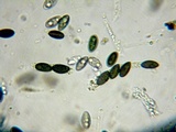 Biscogniauxia nummularia image