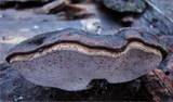 Fomitopsis rosea image